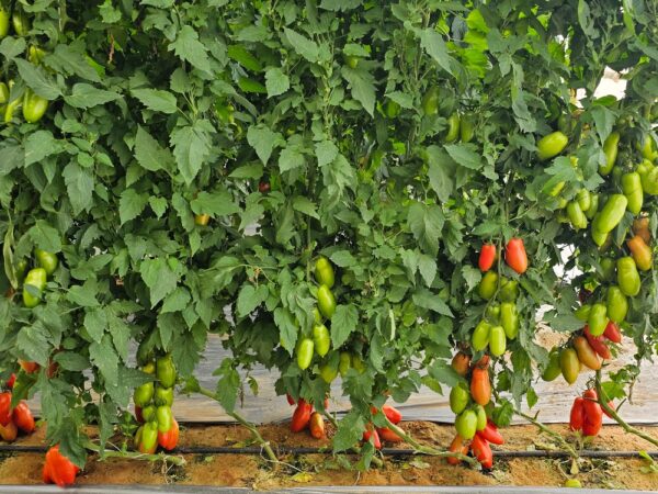 Tomato 12155 - Image 2