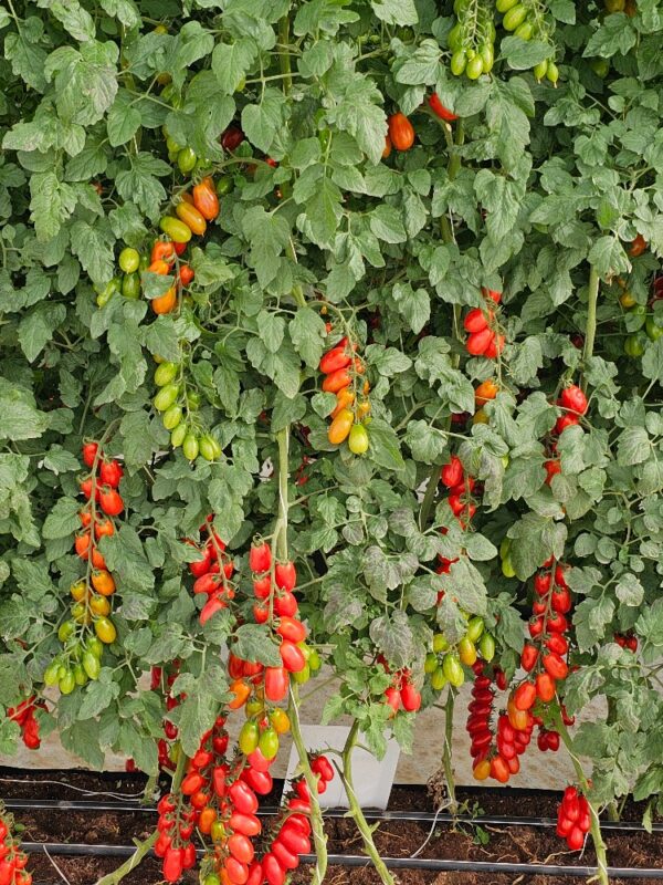 Mini plum tomato - Image 2