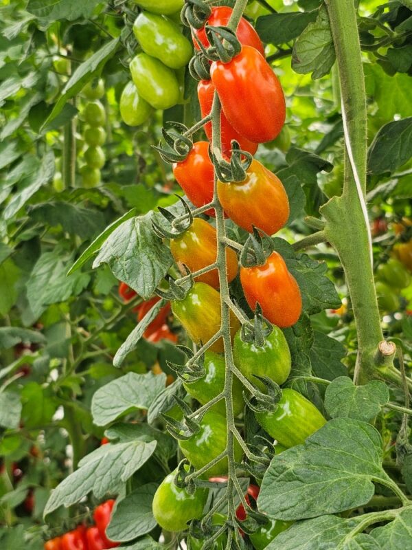 Mini plum tomato - Image 3